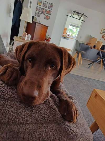 Hundetreffen-Rund um Haltern-Bild