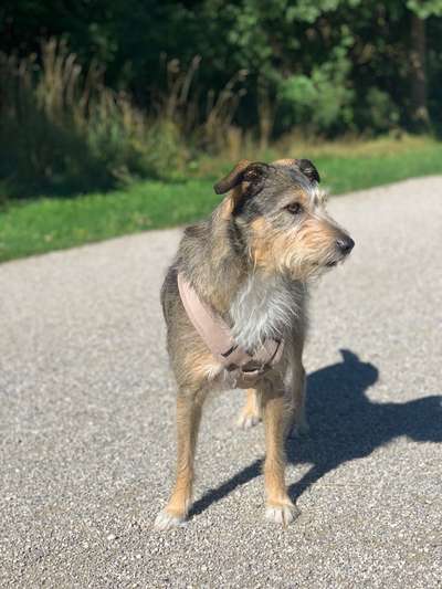 Hundetreffen-Rennmaus gesucht! Zum spielen und toben! Ideale Größe ca. 40-50 cm-Bild