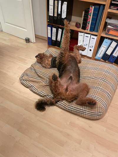 Airedale Terrier-Beitrag-Bild