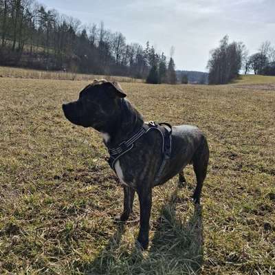Hundetreffen-Gassirunde mit Spieleinheiten mit Milow-Bild