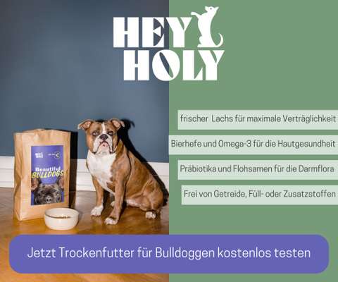 Französische Bulldoggen-Beitrag-Bild