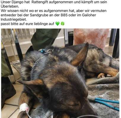Giftköder-Rattengift-Bild