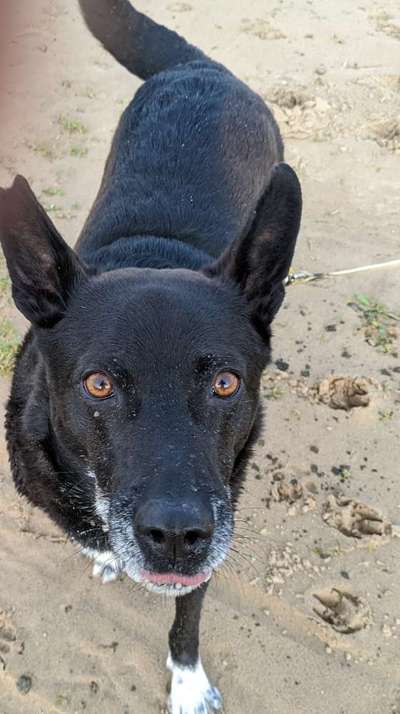 Dogorama Photo Challenge - Hundeblick zum hinschmelzen-Beitrag-Bild