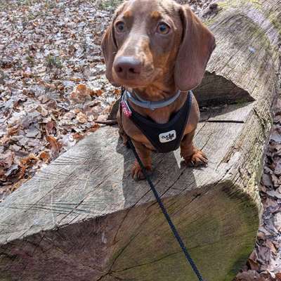 Hundetreffen-Spaziergang Schönholzer Heide-Bild
