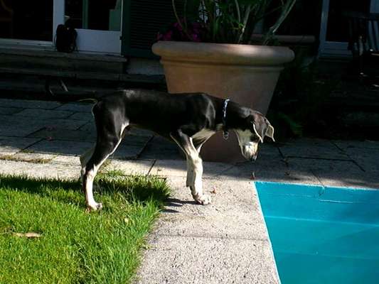 Welpen Bilder !-Beitrag-Bild