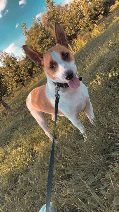 Jack Russell Terrier-Beitrag-Bild