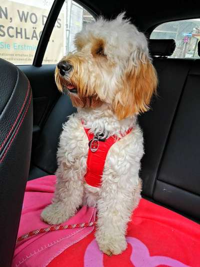 Goldendoodle-Beitrag-Bild