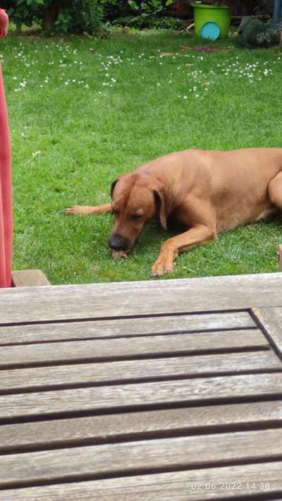 Rhodesian Ridgeback-Beitrag-Bild