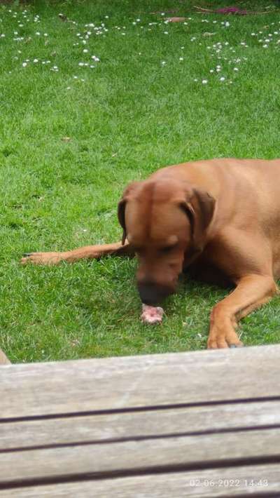 Rhodesian Ridgeback-Beitrag-Bild