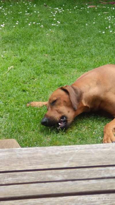 Rhodesian Ridgeback-Beitrag-Bild