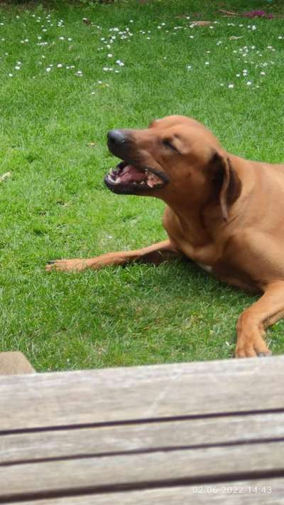 Rhodesian Ridgeback-Beitrag-Bild