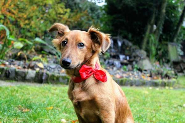 Welpen Bilder !-Beitrag-Bild