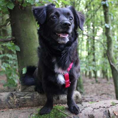 Die Dogorama Monats Challenge "Es grünt und blüht"-Beitrag-Bild