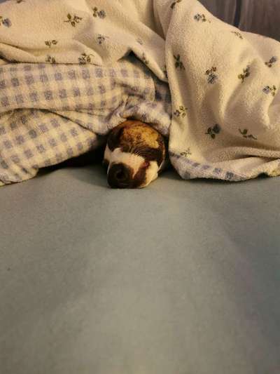 Darf der Hund bei Euch im Bett schlafen?-Beitrag-Bild