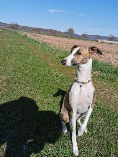 Windhunde - Treffen der besonderen Schönheiten
HERZLICH WILLKOMMEN-Beitrag-Bild