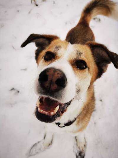 Hundetreffen-Begleitung für Spaziergänge und Abenteuer-Bild