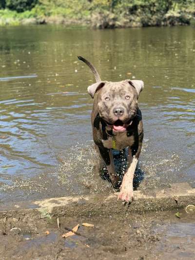 Hundetreffen-Training für mein Hund-Bild