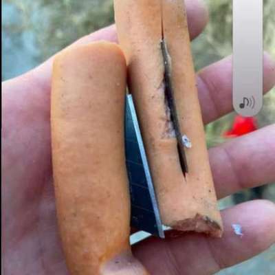 Giftköder-Wurststücke mit Rasierklinge-Bild
