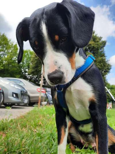 Entlebucher Sennenhund-Beitrag-Bild