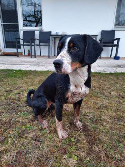 Entlebucher Sennenhund-Beitrag-Bild