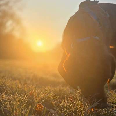 Hundetreffen-Arko sucht jemand zum Toben-Bild