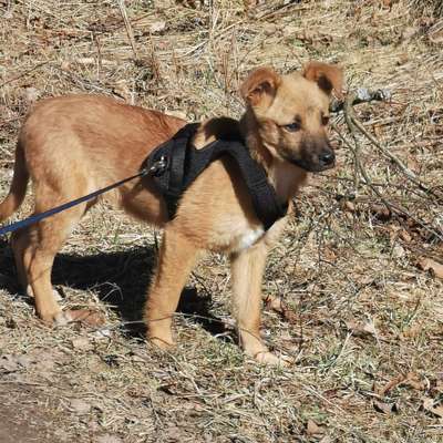 Hundetreffen-Welpentreffen mit jung und alt-Bild