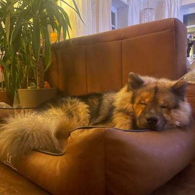 Hundetreffen-Spieltreffen-Bild