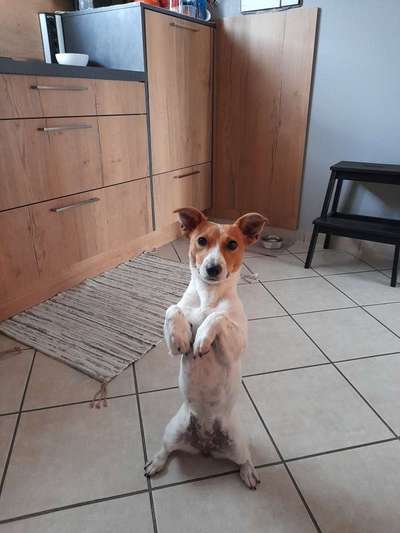 Jack Russel-Beitrag-Bild