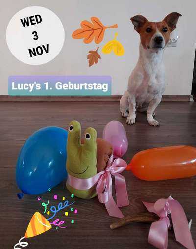 Jack Russel-Beitrag-Bild