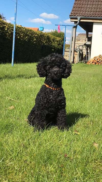 Alles rund um den Pudel-Beitrag-Bild