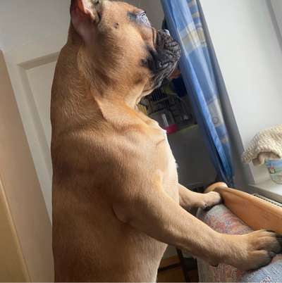 Hundetreffen-Französische Bulldogge-Bild