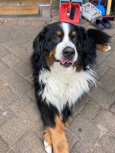 Berner Sennen-Beitrag-Bild