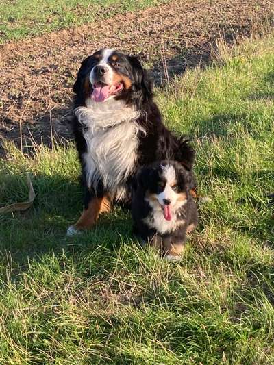 Berner Sennen-Beitrag-Bild