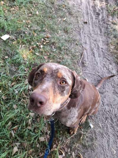 Louisiana Catahoula Leopard Dog-Beitrag-Bild