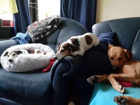 Weibchen kastrieren lassen?-Beitrag-Bild