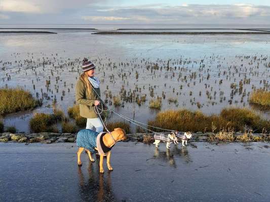 Kleidung für den Labrador?-Beitrag-Bild