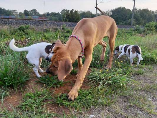 Warum liebst du deinen Hund?-Beitrag-Bild