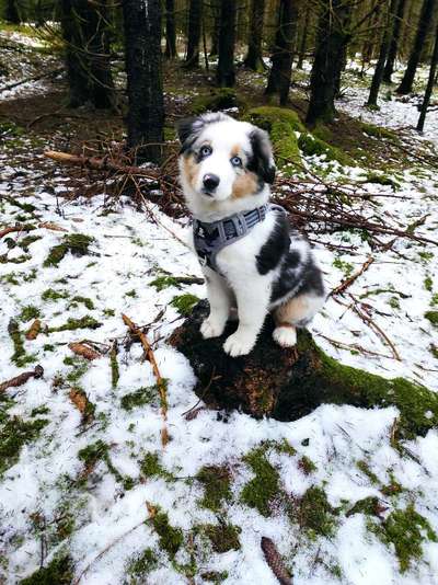 CHALLENGE NR. 19 - Der Hundeblick-Beitrag-Bild