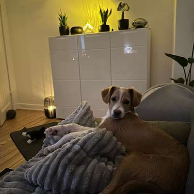 Hundetreffen-Welpentreffen-Bild