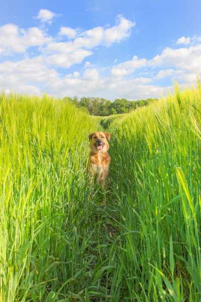 Zeigt mal die schönsten Bilder von euren Hunden !-Beitrag-Bild