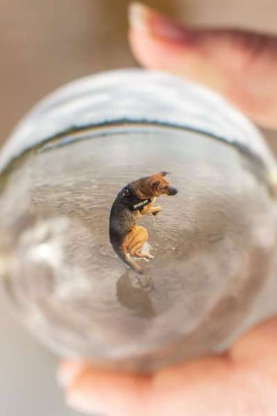 Dogorama-Monats-Challenge-Mai "Wasser"-Beitrag-Bild