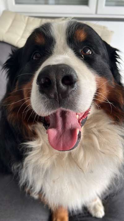 Wie heißt dein Hund?-Beitrag-Bild