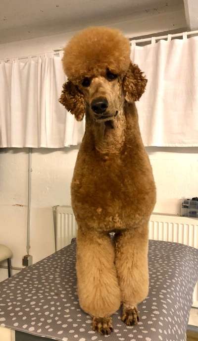 Alles rund um den Pudel-Beitrag-Bild