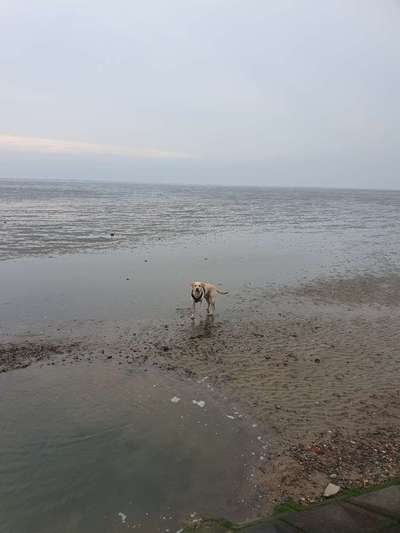 Dogorama Photo Challenge - Wasserspiele-Beitrag-Bild