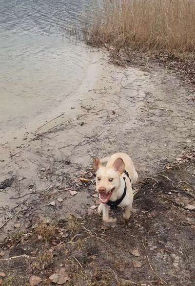 Foto Challenge Nr. 137 - Lass die Ohren fliegen-Beitrag-Bild