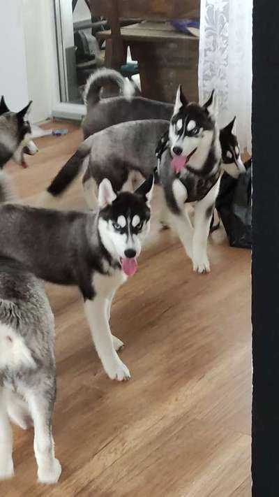 Hundetreffen-Husky Geschwister gesucht (07.01.2023)-Bild