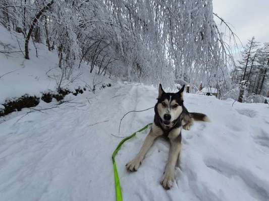 Dogorama Photo Challenge - an der Leine-Beitrag-Bild