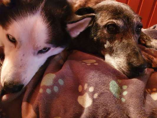 Unsere Fellnasen im Regenbogenland-Beitrag-Bild