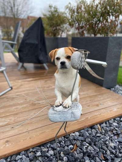 Die Dogorama Kalender Challenge Titelbild-Beitrag-Bild