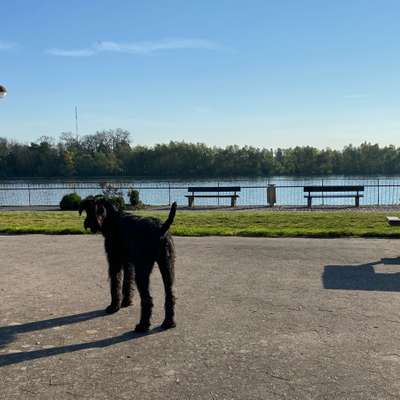 Hundetreffen-Gemeinsames Gassigehen in Finthen oder Umgebung-Bild